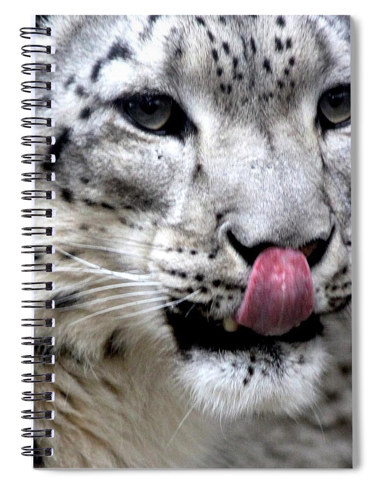 Snow Leopard Spiral Notebook featuring the photograph Slurp by Ramabhadran Thirupattur