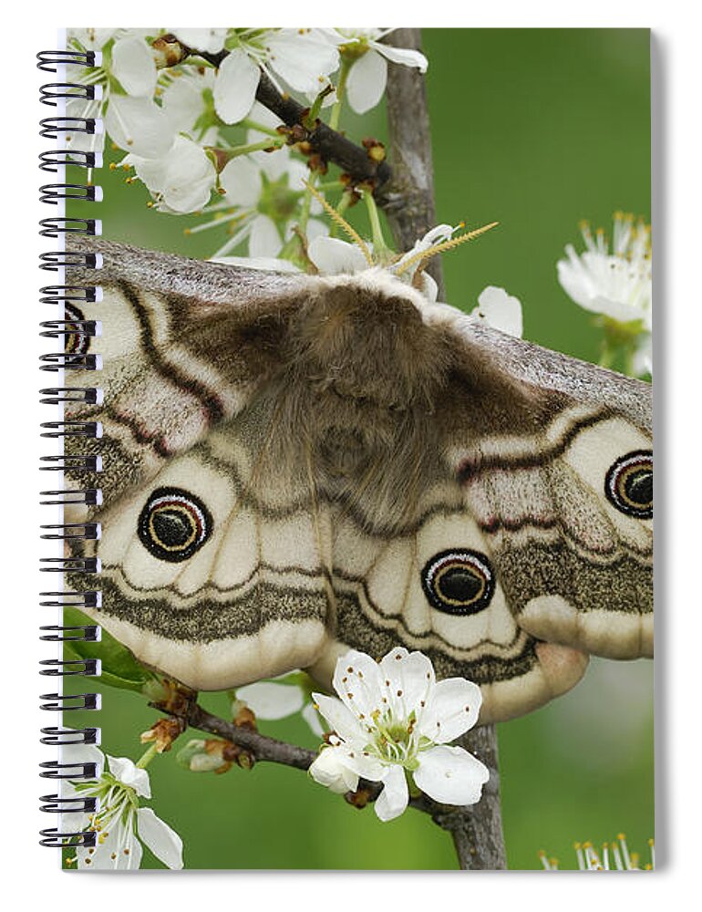 Feb0514 Spiral Notebook featuring the photograph Small Emperor Moth Female Switzerland by Thomas Marent