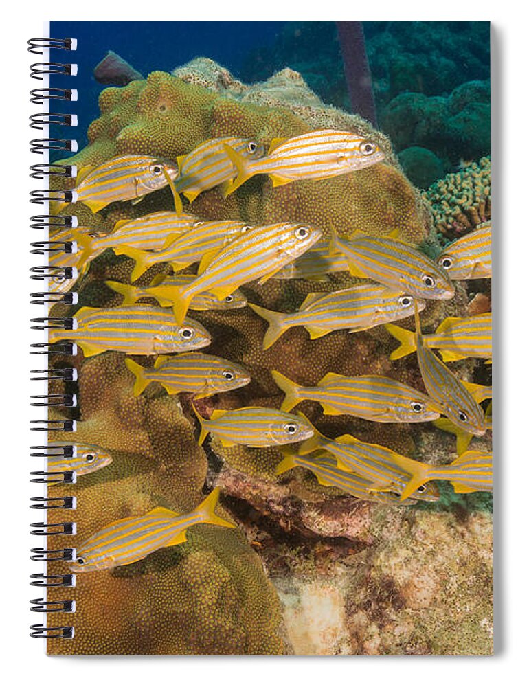 Smallmouth Grunt Spiral Notebook featuring the photograph Smallmouth Grunt by Andrew J. Martinez