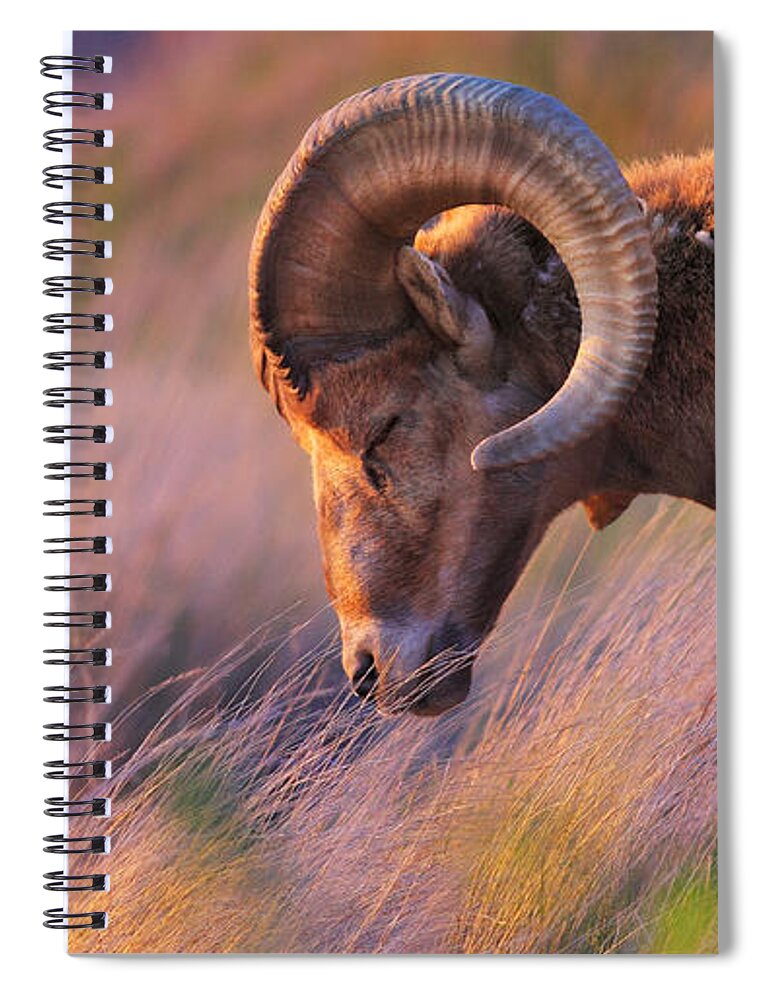Sheep Spiral Notebook featuring the photograph Smell The Wind by Kadek Susanto