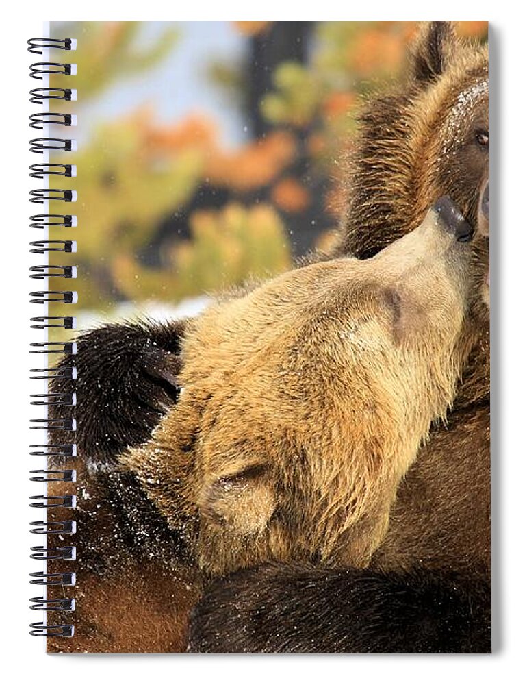 Grizzly Bear Spiral Notebook featuring the photograph Smooch by Adam Jewell