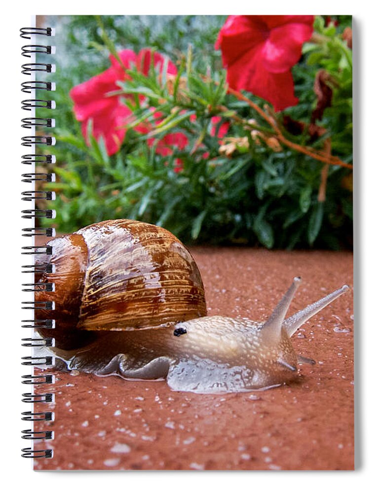 Rain Spiral Notebook featuring the photograph Snail in Motion by Mary Lee Dereske