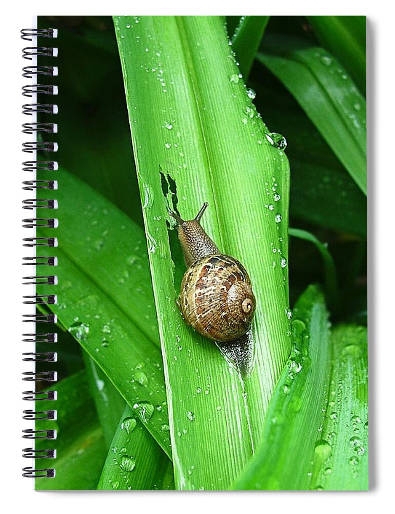 Snail Canvas Prints Spiral Notebook featuring the photograph Snail Muncher by Wendy McKennon