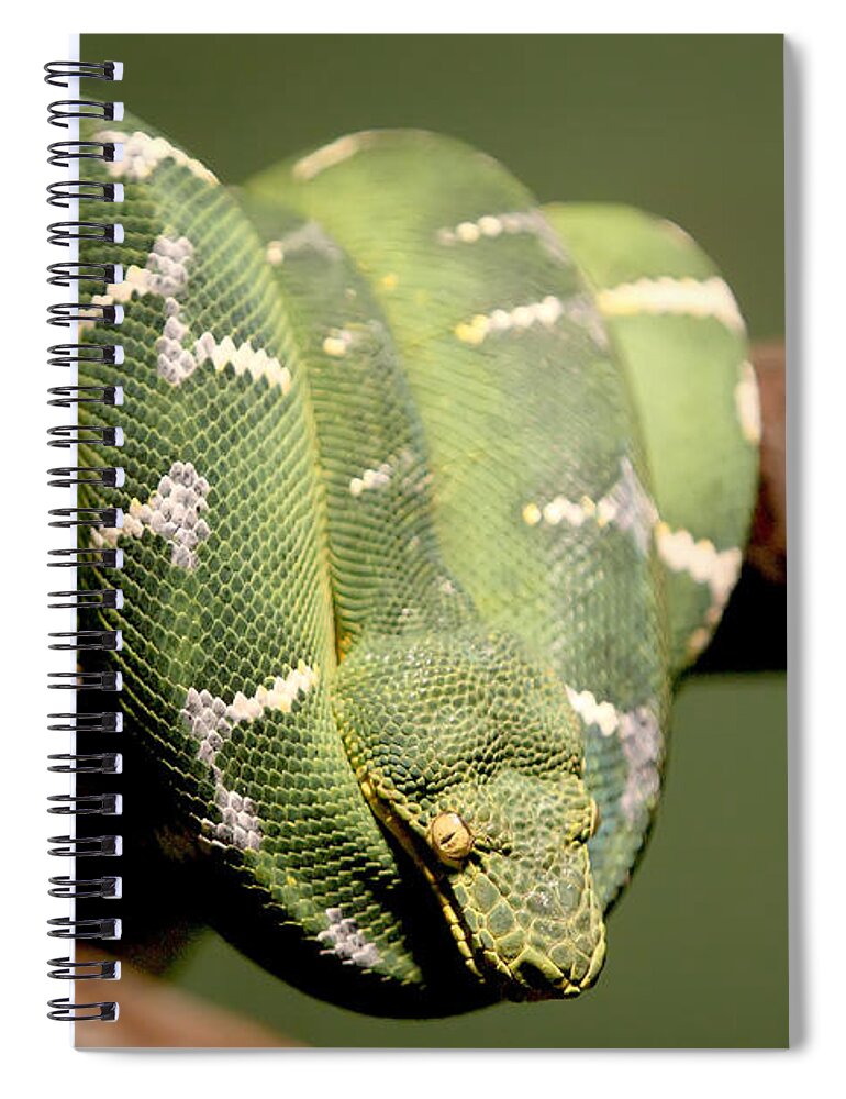Bronx Zoo Spiral Notebook featuring the photograph Snake Eyes by Rick Kuperberg Sr