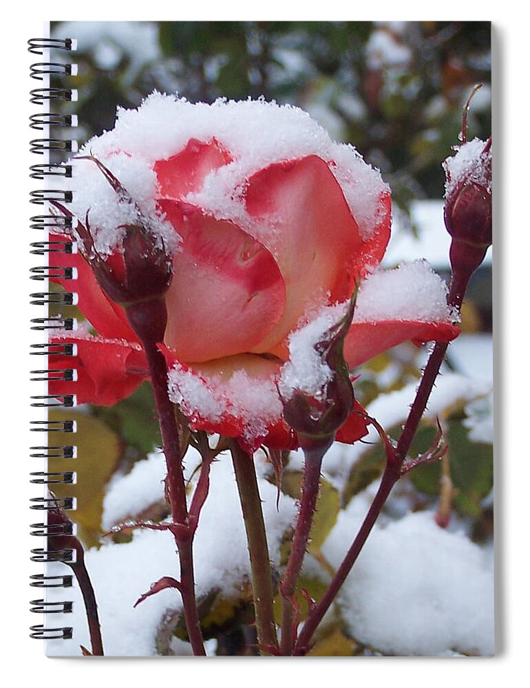 Flowers Spiral Notebook featuring the photograph Snow Blooms by Claudia Goodell