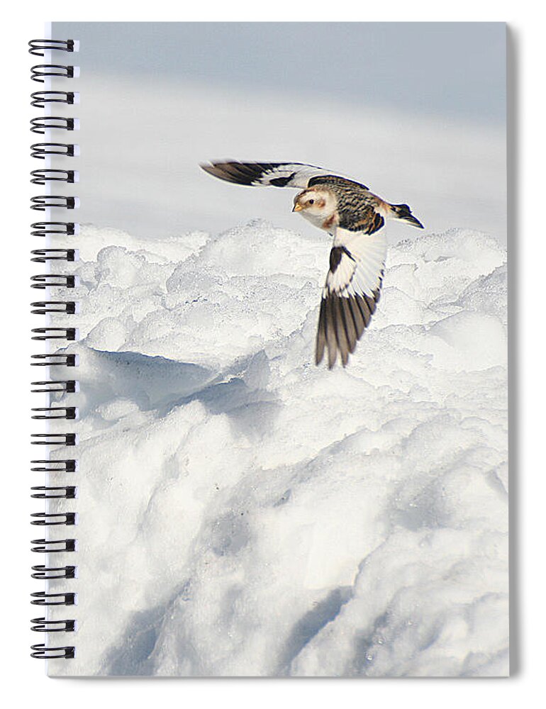 Wildlife Spiral Notebook featuring the photograph Snow Buntings in Flight by William Selander