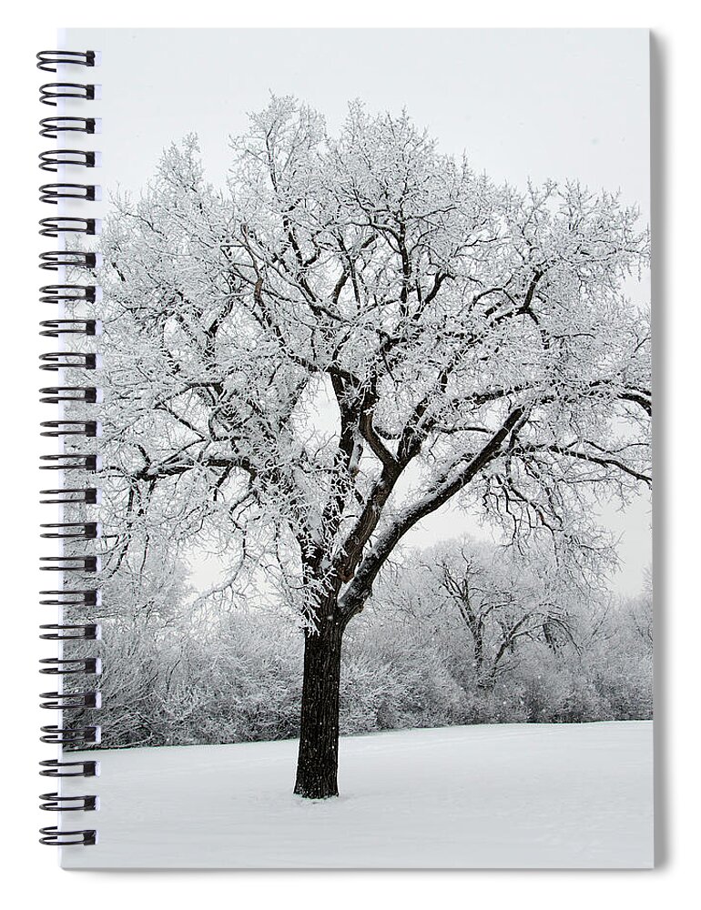 Snow Spiral Notebook featuring the photograph Snow Covered Trees by Keith Levit / Design Pics