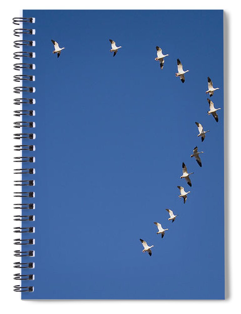 Feb0514 Spiral Notebook featuring the photograph Snow Geese Flying In Formation Bosque by Tom Vezo