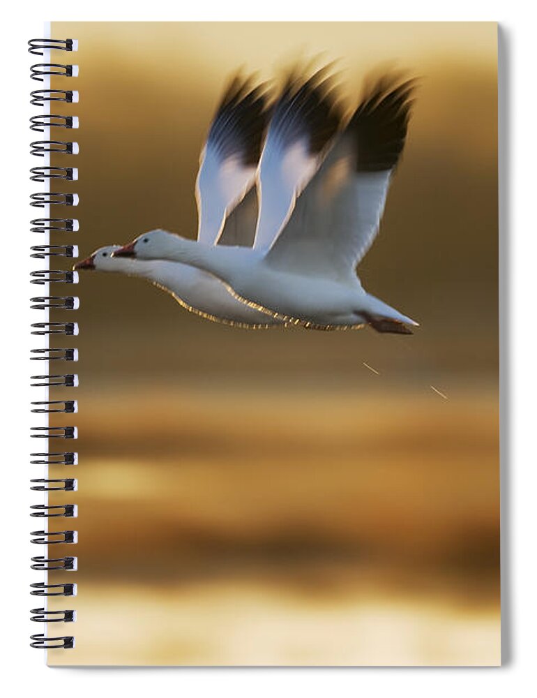 00198284 Spiral Notebook featuring the photograph Snow Goose Pair Flying by Konrad Wothe