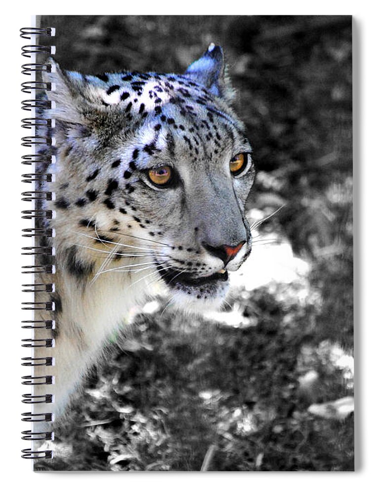 Snow Leopard Spiral Notebook featuring the photograph Snow Leopard I by Jai Johnson