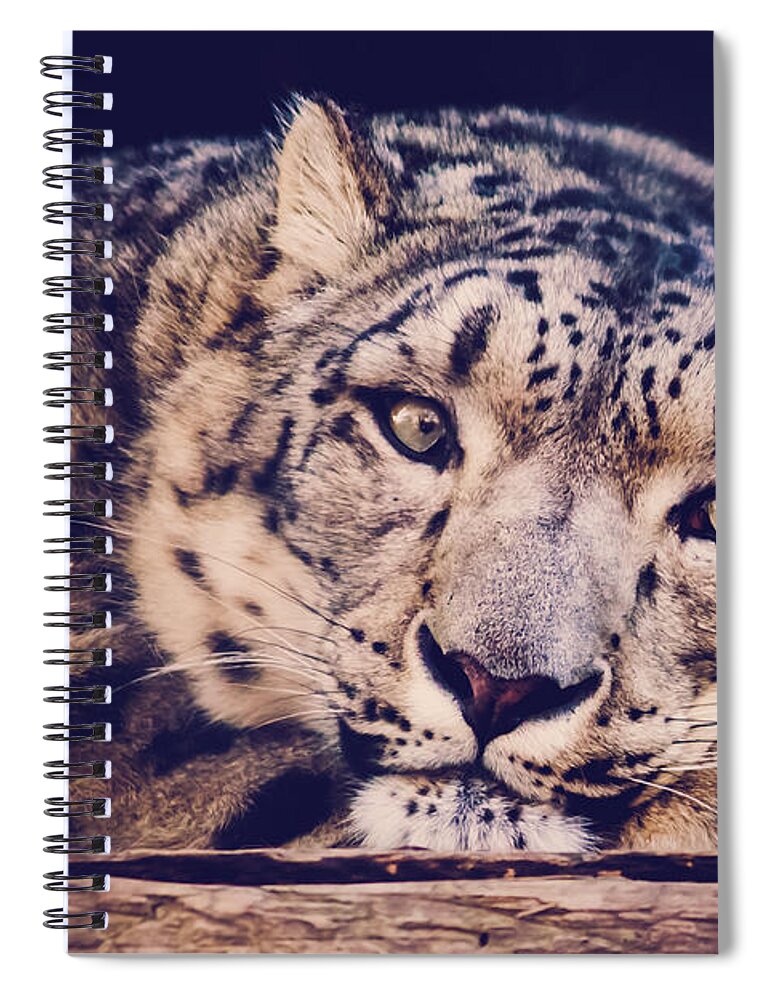 Snow Leopard Spiral Notebook featuring the photograph Snow Leopard by Sara Frank