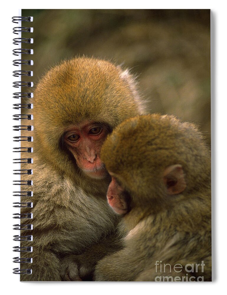 Snow Monkey Spiral Notebook featuring the photograph Snow Monkeys Cuddling by Art Wolfe