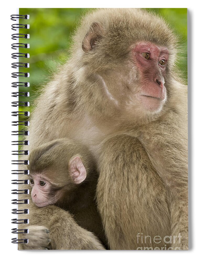 Asia Spiral Notebook featuring the photograph Snow Monkeys, Mother With Her Baby by John Shaw