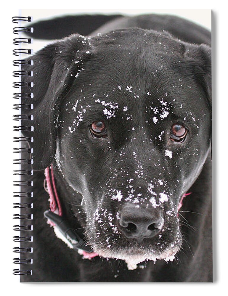 Black Spiral Notebook featuring the photograph Snowball by Jayne Carney