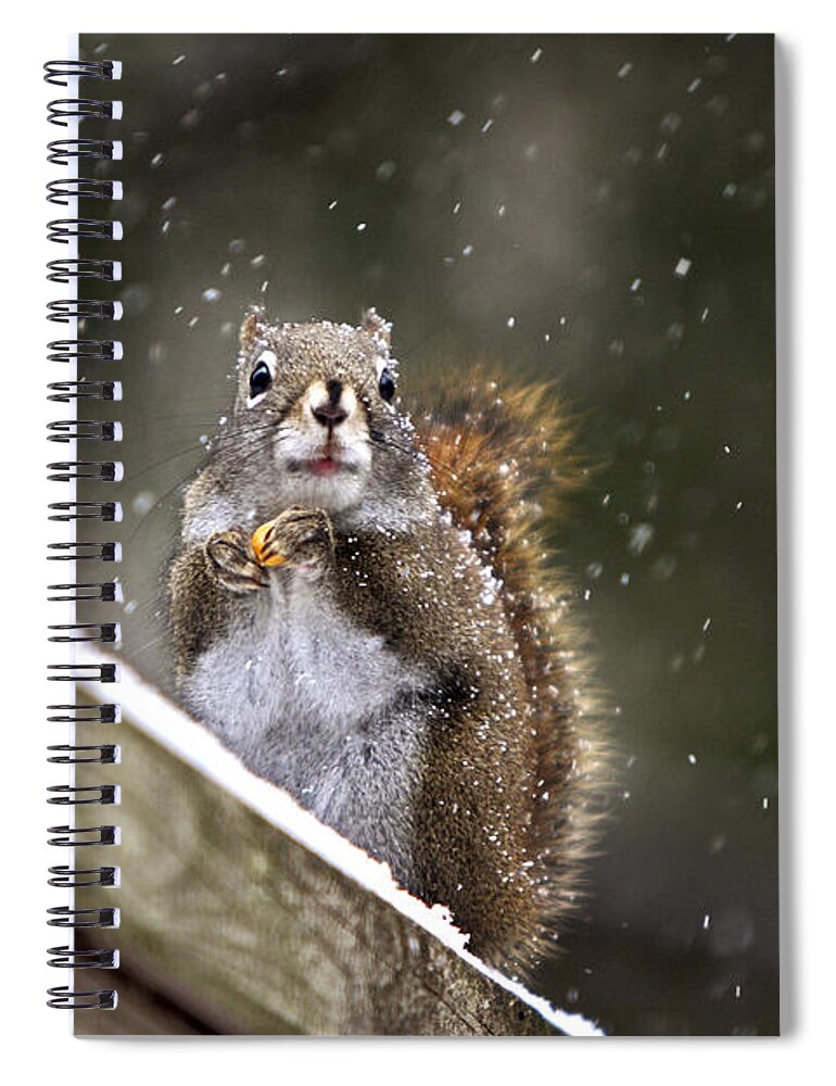 Maine Spiral Notebook featuring the photograph Snowflake Squirrel by Karin Pinkham