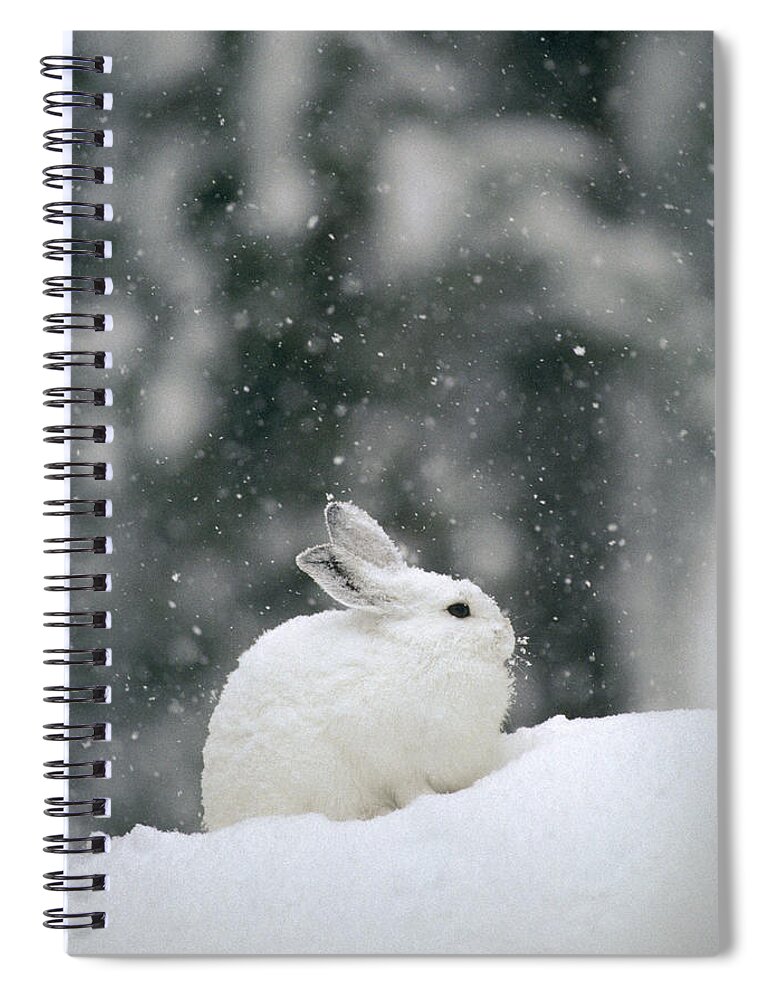 Feb0514 Spiral Notebook featuring the photograph Snowshoe Hare In Snowfall Yellowstone by Michael Quinton