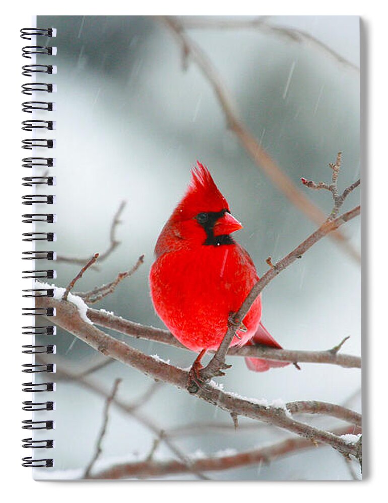 Snowy Cardinal Spiral Notebook featuring the photograph Snowy Cardinal by Karol Livote