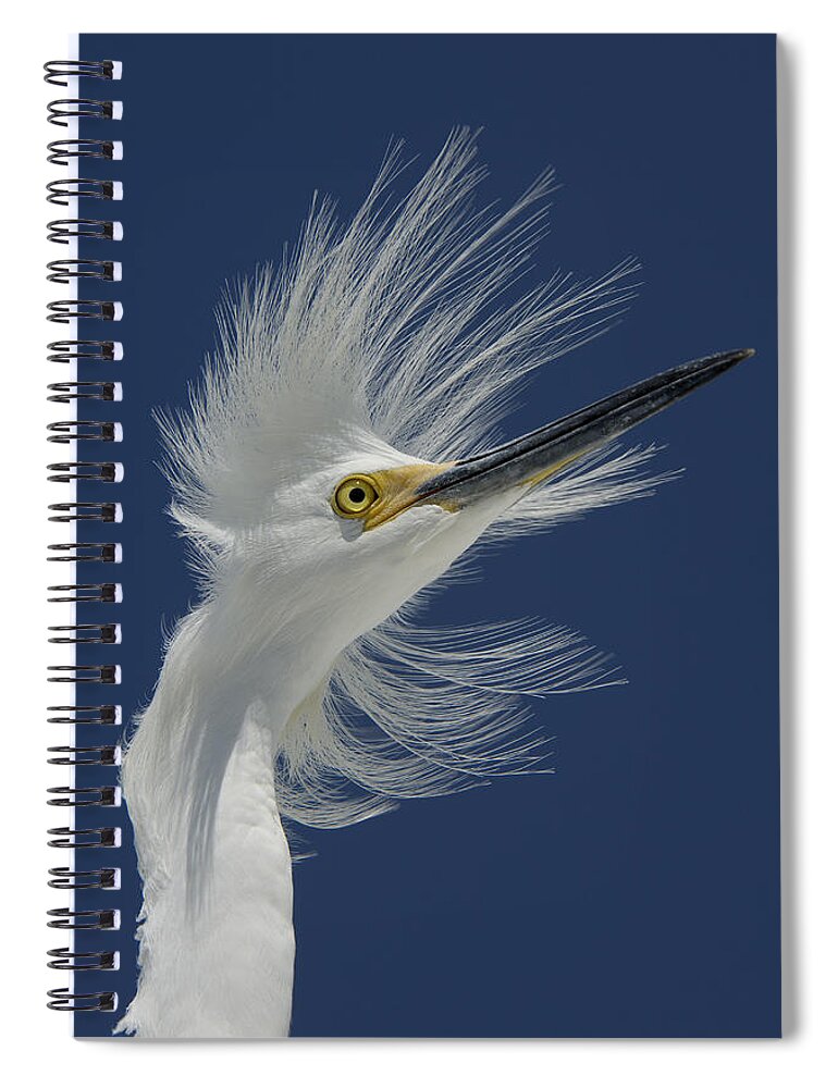 Flpa Spiral Notebook featuring the photograph Snowy Egret In Breeding Plumage Florida by Malcolm Schuyl