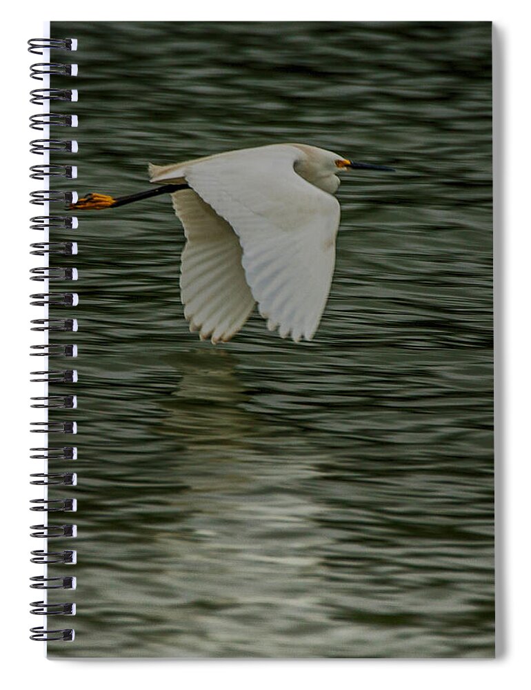 Egretta Thula Spiral Notebook featuring the photograph Snowy Egret on estuary by Jeff Folger