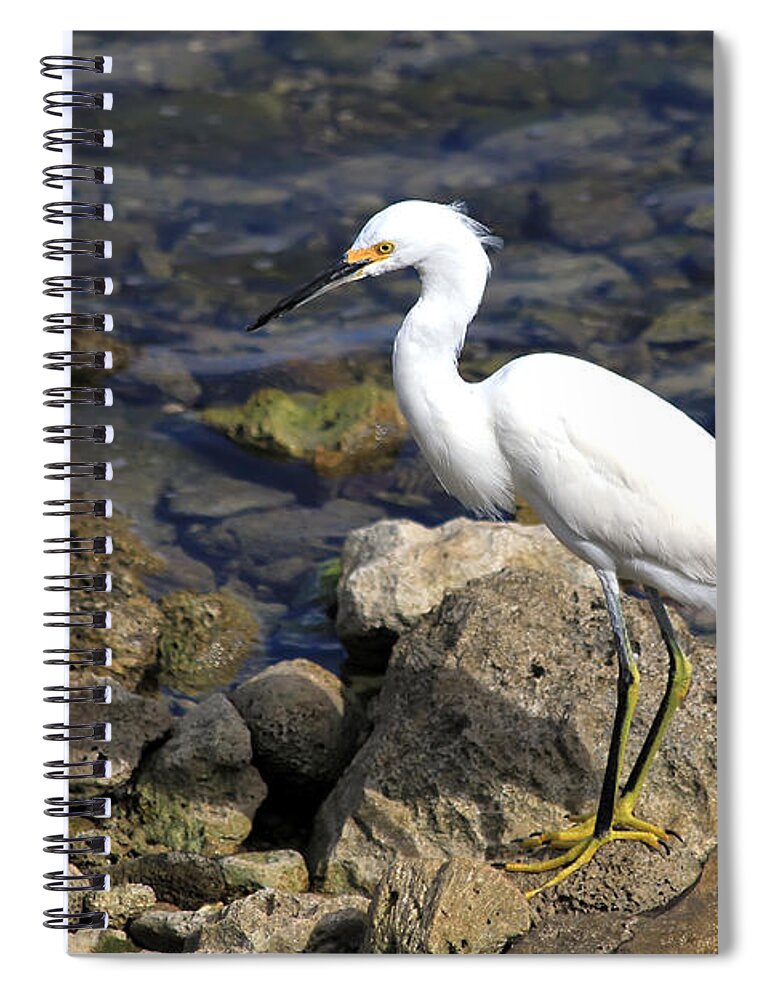 Bird Spiral Notebook featuring the photograph Snowy Egret by Teresa Zieba