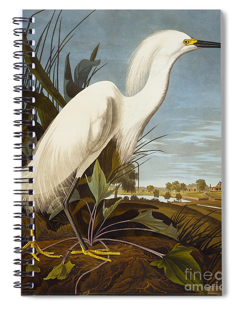 Bird Spiral Notebook featuring the painting Snowy Heron Or White Egret by John James Audubon