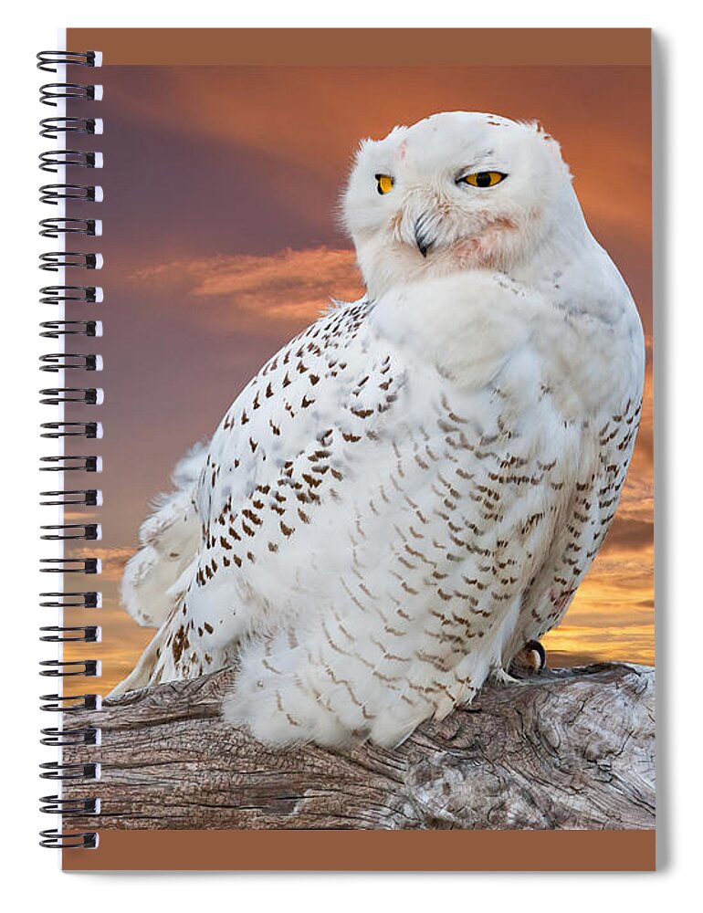 Animal Spiral Notebook featuring the photograph Snowy Owl Perched at Sunset by Jeff Goulden