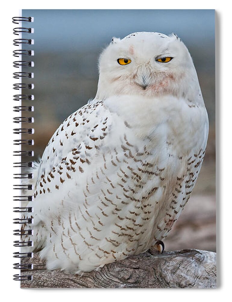 Animal Spiral Notebook featuring the photograph Snowy Owl Watching from a Driftwood Perch by Jeff Goulden