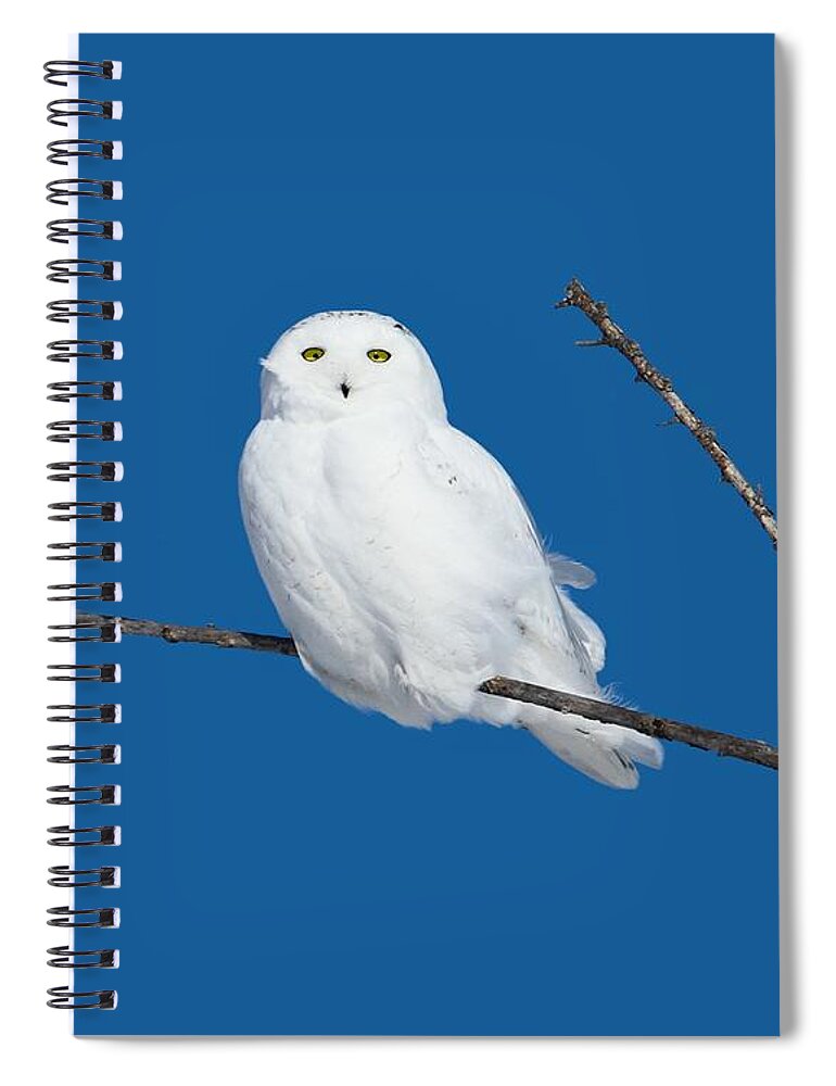 Wildlife Photography Spiral Notebook featuring the photograph Soaking up the sun by Heather King