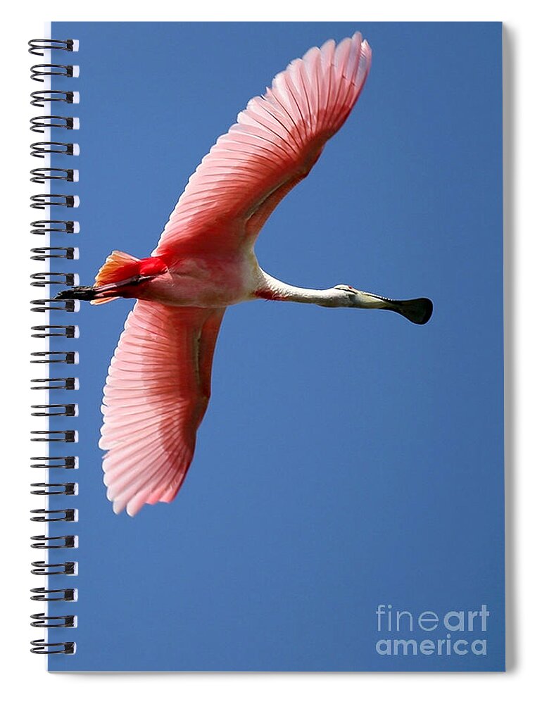 Animal Spiral Notebook featuring the photograph Soaring High Roseate Spoonbill by Sabrina L Ryan