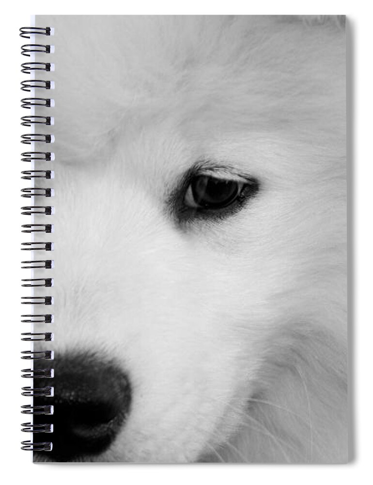 Samoyed Spiral Notebook featuring the photograph Soft And Overwhelming Beauty.... by Fiona Kennard