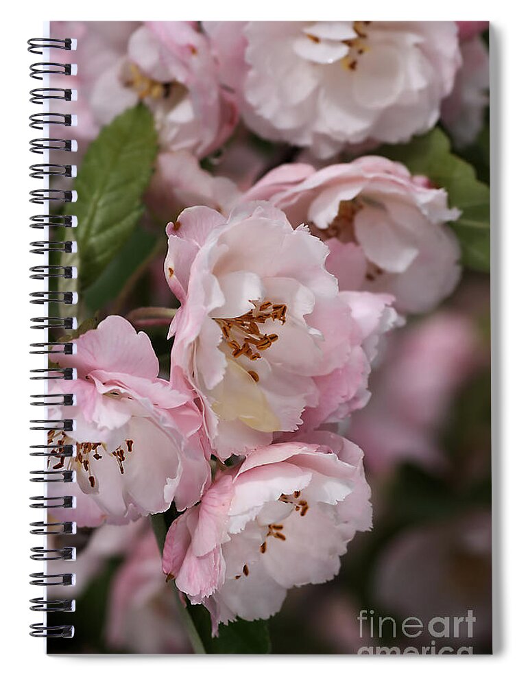 Flower Spiral Notebook featuring the photograph Soft Blossom by Joy Watson