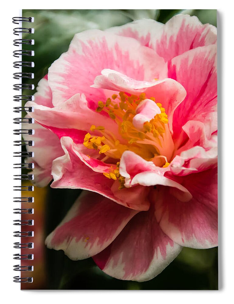 Beautiful Spiral Notebook featuring the photograph Softly Striped Camellia by Penny Lisowski