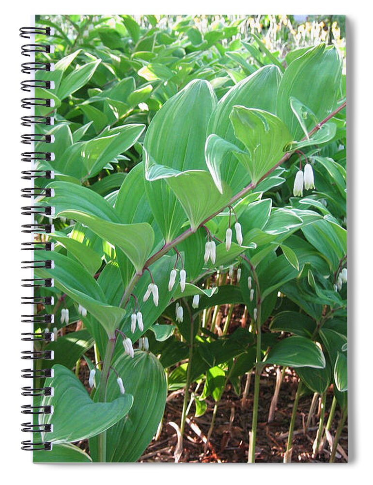 Solomon's Seal Spiral Notebook featuring the photograph Solomon's Seal in Shade by Anne Nordhaus-Bike