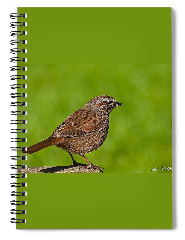 Animal Spiral Notebook featuring the photograph Song Sparrow on a Log by Jeff Goulden