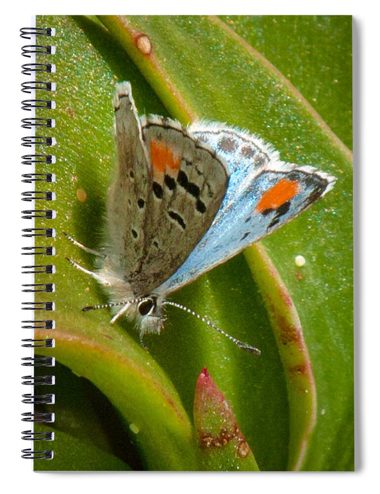 Butterfly Spiral Notebook featuring the photograph Sonoran Blue by Jim Thompson