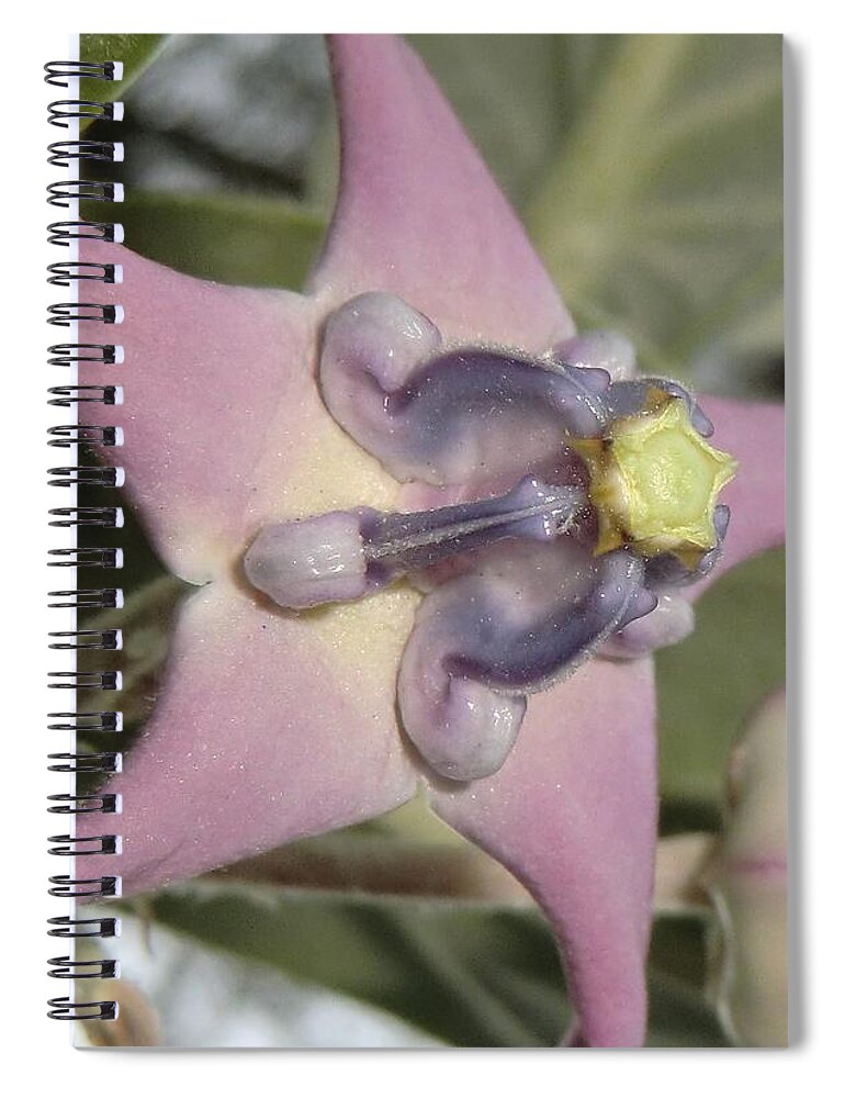 Unusual Spiral Notebook featuring the photograph Soulful Star by Michele Penn