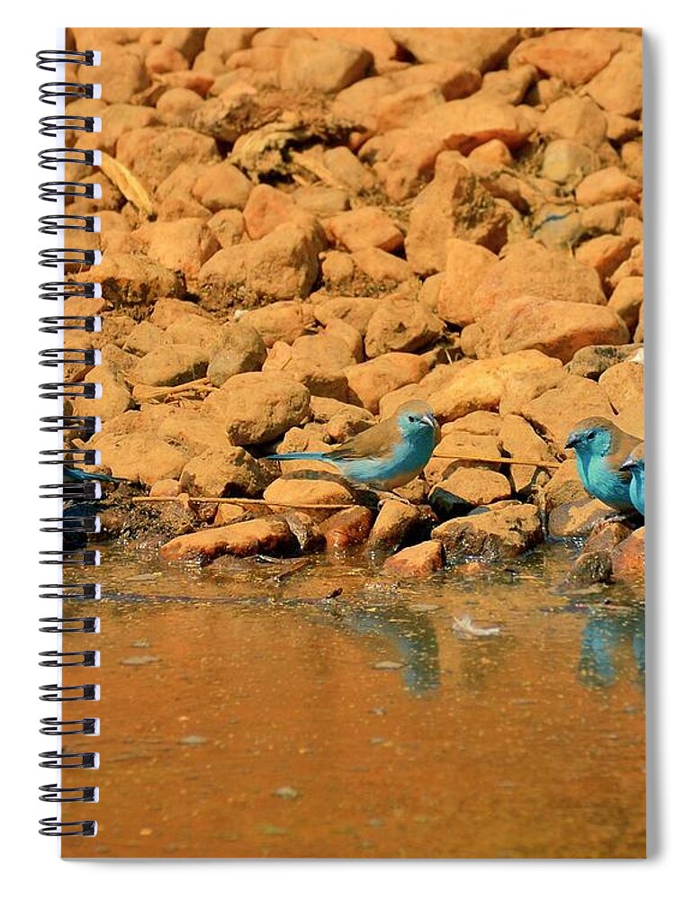 Animals In The Wild Spiral Notebook featuring the photograph South Africa Blue-breasted Cordonbleu by Joesboy