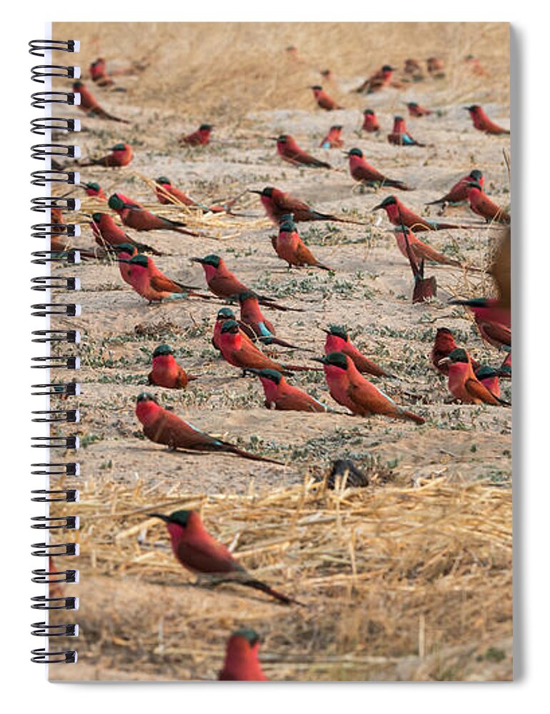 Grass Spiral Notebook featuring the photograph Southern Carmine Bee-eater by Franz Aberham