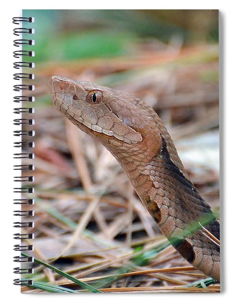 Snake Spiral Notebook featuring the photograph Southern Copperhead by Kathy Baccari