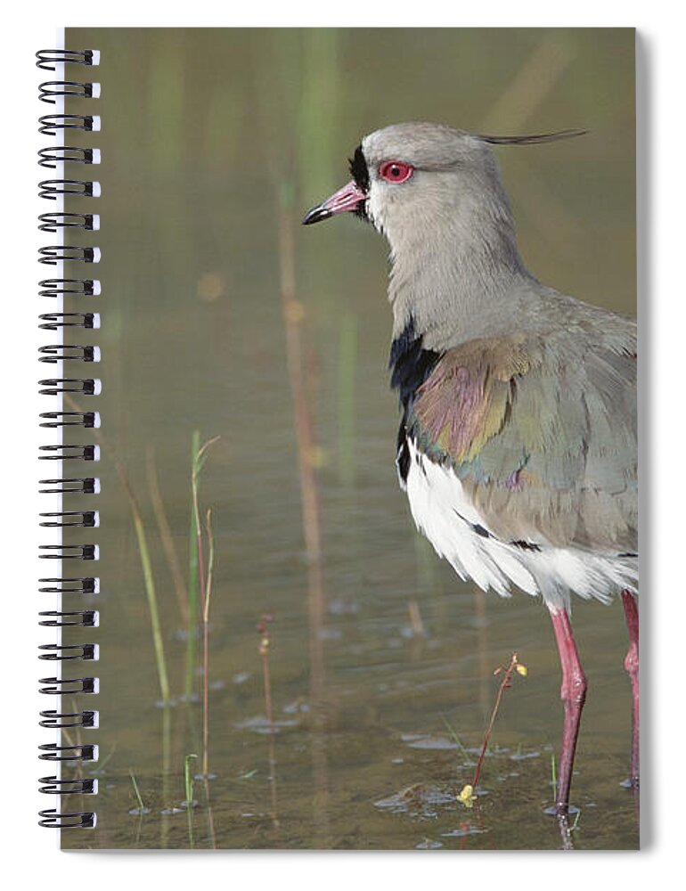 Feb0514 Spiral Notebook featuring the photograph Southern Lapwing In Marshland Pantanal by Tui De Roy