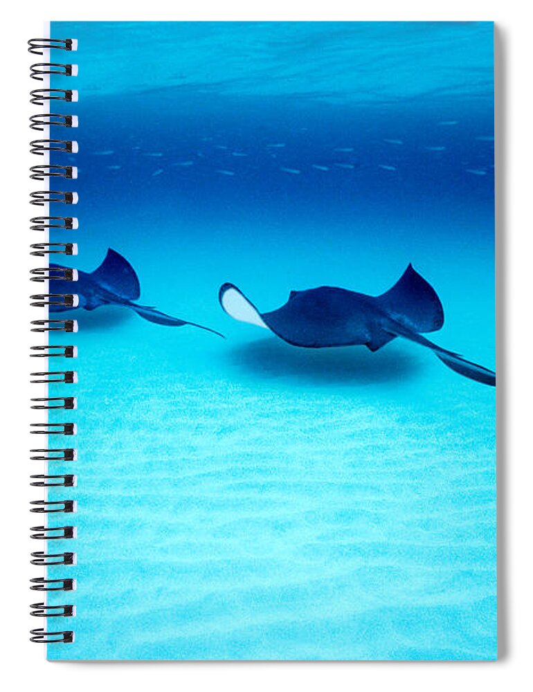 Photography Spiral Notebook featuring the photograph Southern Stingrays Grand Caymans by Panoramic Images