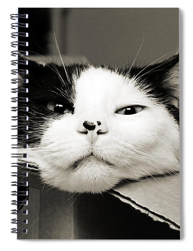 Andee Design Cat Spiral Notebook featuring the photograph Special Delivery It's Pepper The Cat by Andee Design