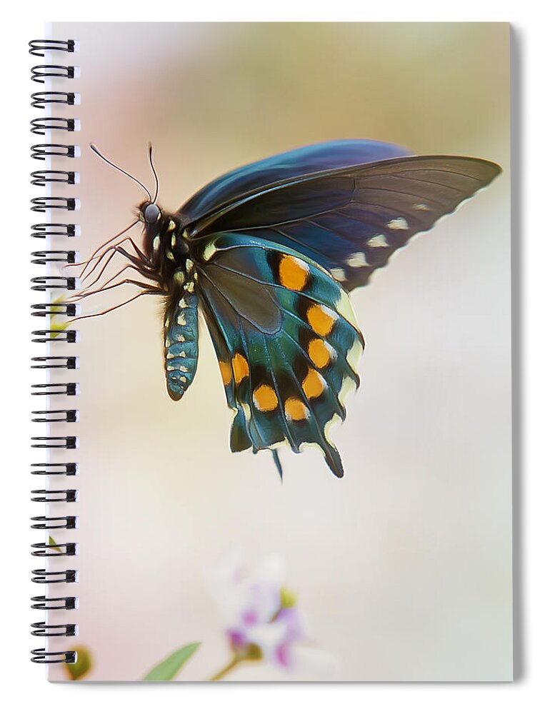 Insect Spiral Notebook featuring the photograph Spicebush Swallowtail Butterfly by Bill and Linda Tiepelman