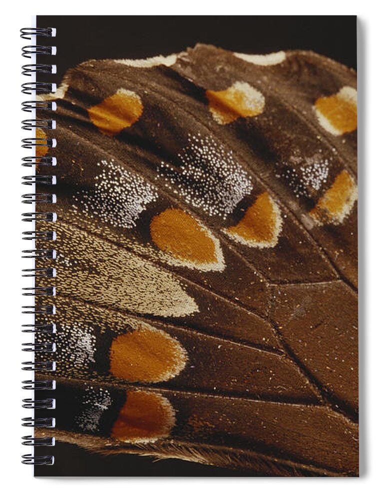 Animal Spiral Notebook featuring the photograph Spicebush Swallowtail Under Normal by Gary Retherford