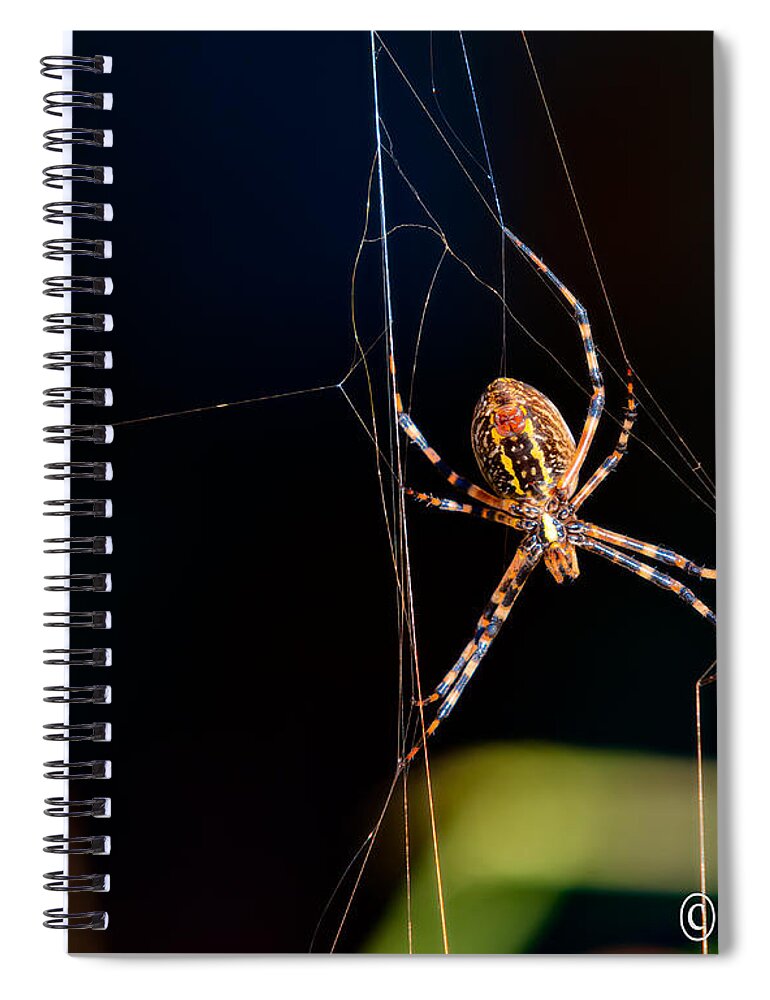 Spider Spiral Notebook featuring the photograph Spider by Christopher Holmes
