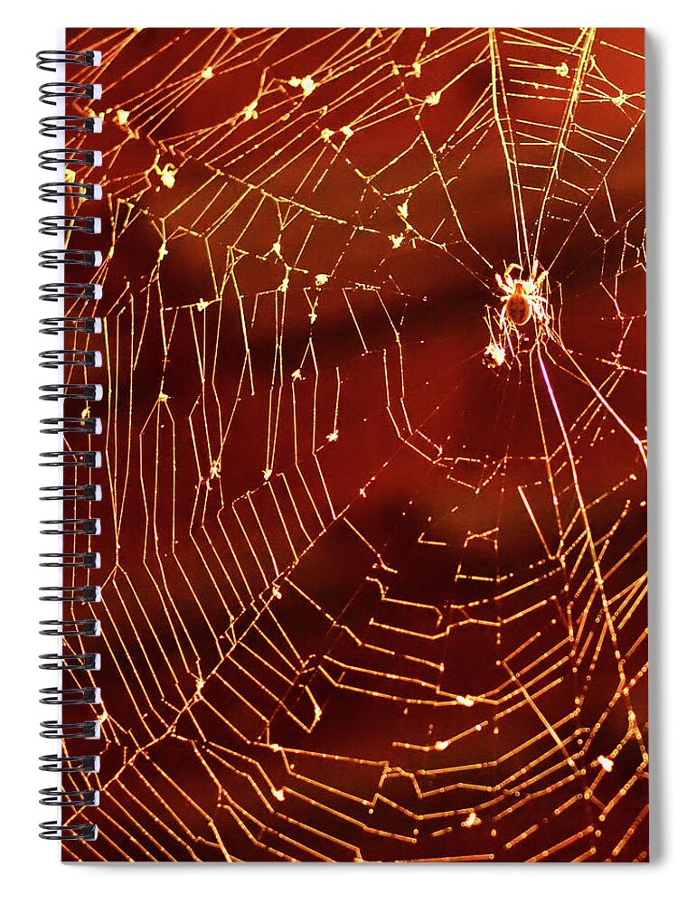Natural Pattern Spiral Notebook featuring the photograph Spider Net Against Red Background by Jeff R Clow