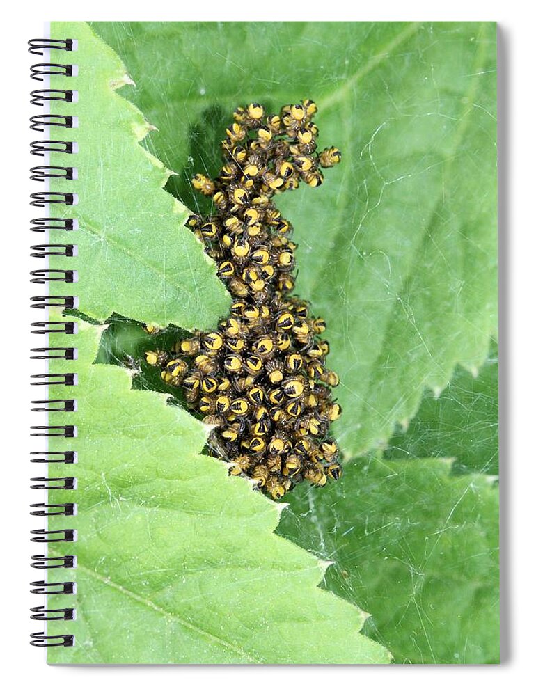Spider Spiral Notebook featuring the photograph Spiderling cluster by Doris Potter