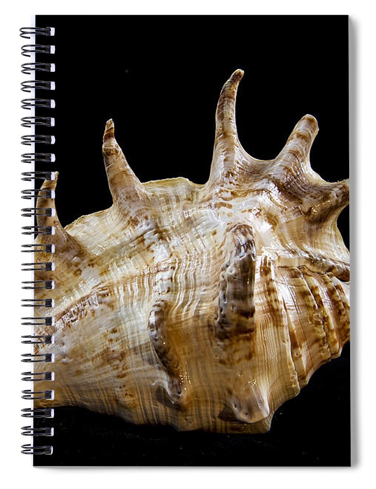 Shell Spiral Notebook featuring the photograph Spikes back side by Jean Noren