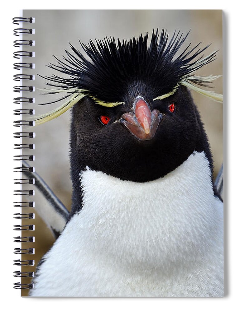 Eudyptes Chrysocome Chrysocome Spiral Notebook featuring the photograph Spiky by Tony Beck