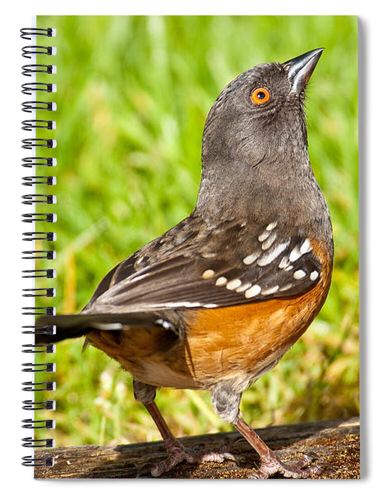 Animal Spiral Notebook featuring the photograph Spotted Towhee Looking Up by Jeff Goulden